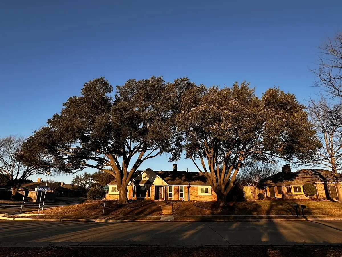 Established residential canopy tree shading a home in West Farmington